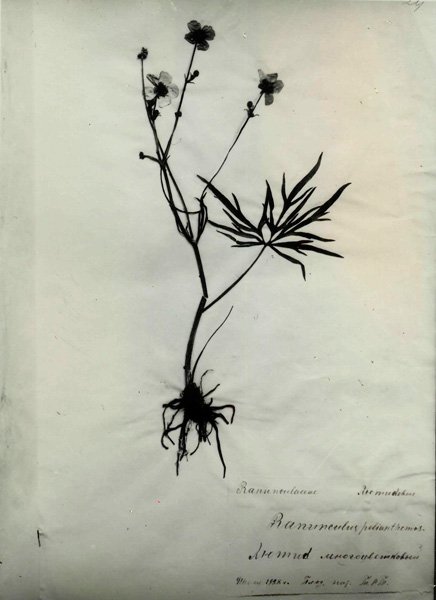 Фрагмент гербария, выполненного Н.И. Кузнецовым. Источник: komi-permarchiv.ru 