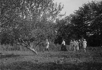 Лев Толстой на прогулке в яблоневом саду с родными и гостями. Тульская губерния, Крапивенский уезд, деревня Ясная Поляна, 1903 г. Источник: Софья Толстая, Государственный музей Л.Н. Толстого, История России в фотографиях (russiainphoto.ru)