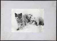 Медвежата атакуют Пына — ездовую собаку, 1912–1913 гг. Фотограф: Н.В. Пинегин. Источник: Центральный военно-морской музей