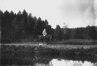 Лев Толстой верхом на Делире. Тульская губерния, деревня Ясная Поляна, 1908 г. Источник: Карл Булла, Центральный государственный архив кинофотофонодокументов Санкт-Петербурга, История России в фотографиях (russiainphoto.ru)