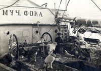 Член экипажа шхуны «Святой мученик Фока» с ездовыми собаками на палубе судна, 1912-1913 гг. Источник: Центральный военно-морской музей