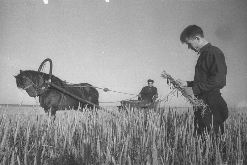 Колхозный агроном определяет готовность яровой пшеницы к уборке, Куйбышевская обл., Черкасский р-н, колхоз «Красный комбайн», 1938 / источник: Владислав Микоша, МАММ / МДФ, История России в фотографиях (russiainphoto.ru)