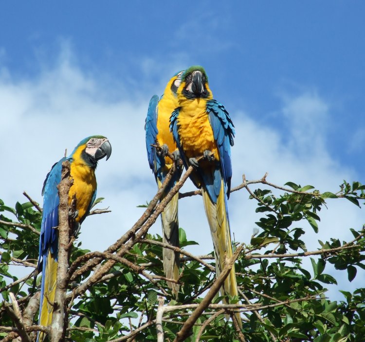 Национальный парк Канайма, Венесуэла
