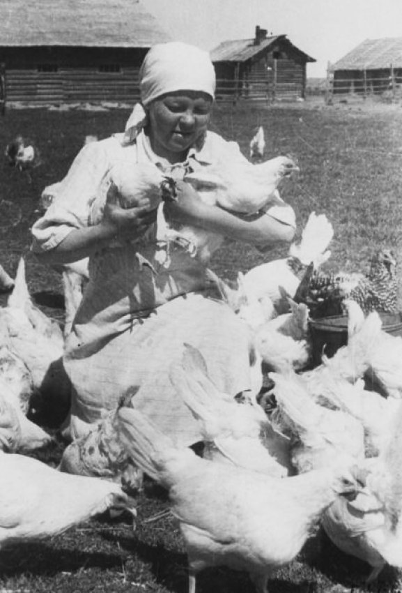 На птицефабрике колхоза «Новая жизнь» Череповецкого района, город Череповец и Череповецкий район, 1949 / источник: Г. Ефимовский, Череповецкое музейное объединение, История России в фотографиях (russiainphoto.ru)